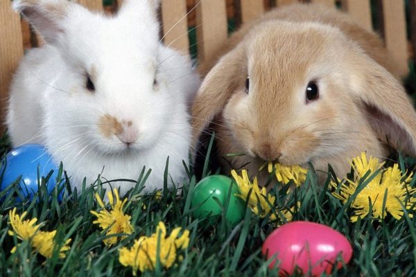 History Of The Easter Bunny Revealed
