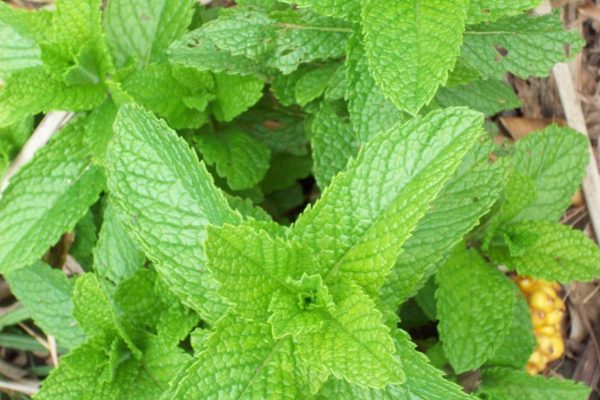Top 5 Herbs To Ease Labor