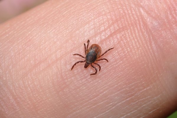 Moms Be Warned: This Latest Tick-Borne Disease Is Deemed “The Silent Killer”