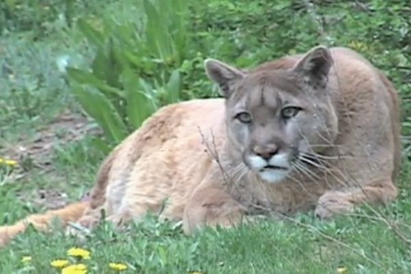 Mom Fights Off Wild Cougar to Save Her Son