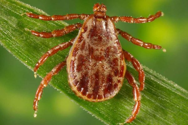 Moms – Here’s How to Make Your Own Homemade Tick Kit